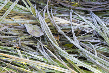 Grass and leaves in frost .