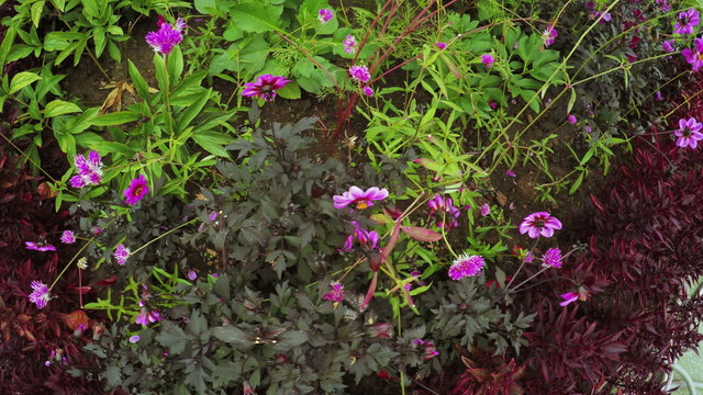 Flower Garden in city park