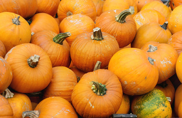 Pumpkin's harvest on market