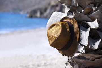 Two hats on a palm tree at the sea side