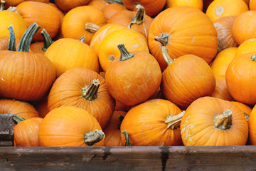 Pumpkin's harvest on market