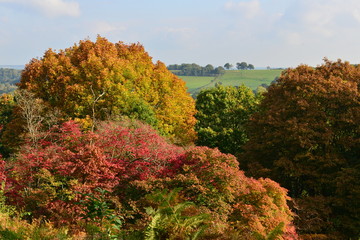 Obraz premium Autumn Woodland in the Uk in October