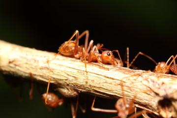 Ant working in the green tree