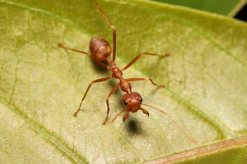 Ant working in the green tree