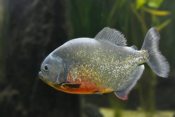 Piranha