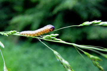 Raupe des Apfelwickler