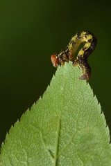 Zweifleckkätzcheneule