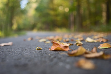 Landstraße im Herbst