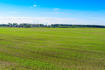 Plowed hills with green shoots of wheat field with  blue clouds