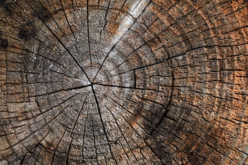 Fototapeta premium Jahresringe - annual rings