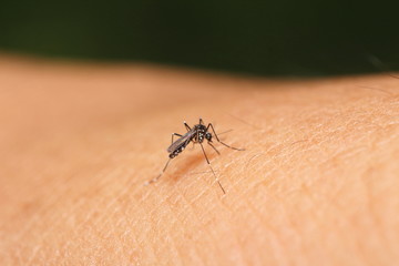 Mosquito sucking blood