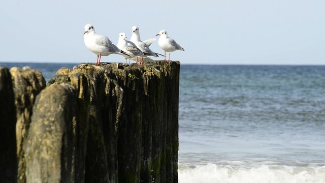 Lachm&ouml;wen in der Ostsee auf Buhnen