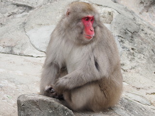 japanese monkey