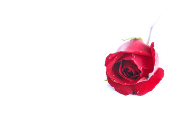 Rose on the white background