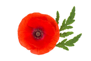 red poppy isolated on white