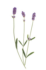 Fototapeta premium Kwiaty lawendy na białym tle