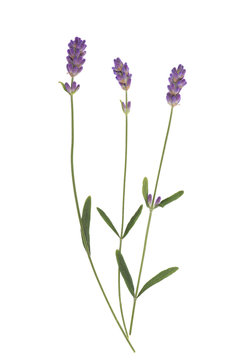 Fototapeta Lavender flowers isolated on white