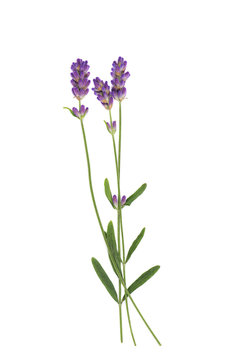 Fototapeta Lavender flowers isolated on white