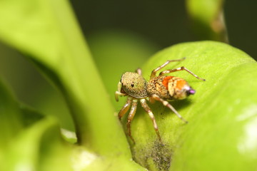 Jumping spider