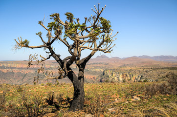 Sudafrica - Mpumalanga - Albero