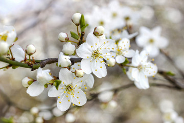 Blooming branch of cherry tree.