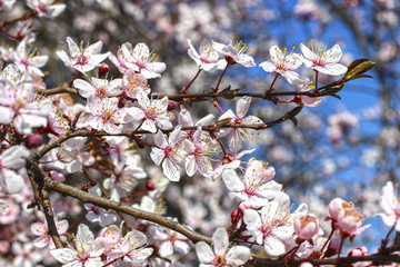 Blooming branch of cherry tree.