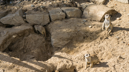meercat meerkat