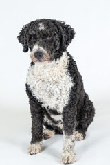 Spanish Water Dog