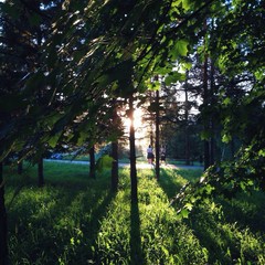 солнечные лучи в лесу