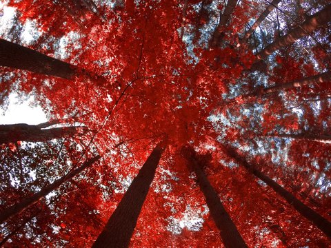 red trees