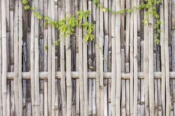 bamboo fence