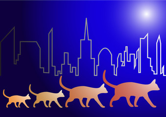   cat goes for a walk at nigh