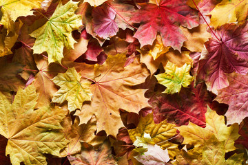 autumn background with maple leaves