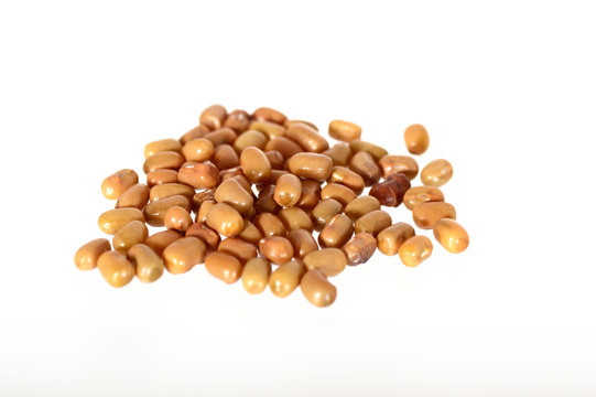 Closeup Of Moth Beans, Indian name Matki, Closeup of moth beans a lesser known legume
