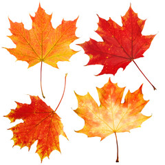 Autumn Maple Leaves Isolated on White Background. Fall Set