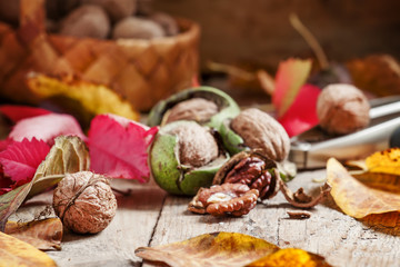 Fresh walnuts in a green shell, autumn harvest, amid the fallen