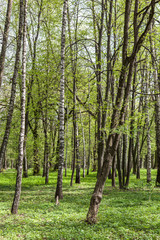 Green deciduous forest on a sunny day
