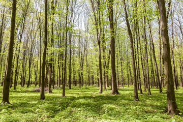 Fototapeta na wymiar Green deciduous forest on a sunny day
