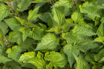 Stinging Nettle (Urtica dioica) in the garden. Medical herbs series.