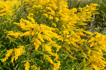 Goldenrod (Solidago canadensis) blooming on a field. Medical herbs series.