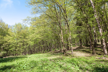 Green deciduous forest on a sunny day