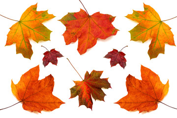 Collection of maple leaves