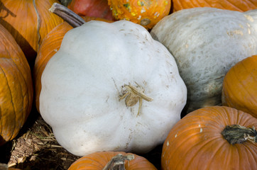ghost pumpkin with other orange pumpkins outside in nature