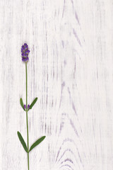 lavender flower on white wood table background