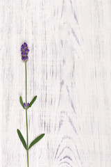 Naklejka premium lavender flower on white wood table background