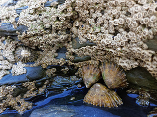 Serene view of a bay  beach with rocks, sea and sand