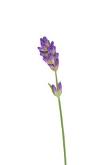 Lavender flower isolated on white