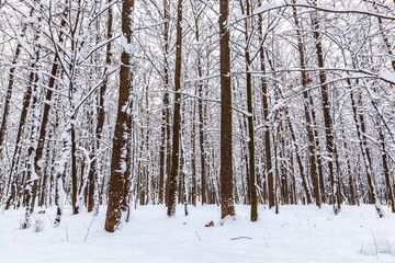 Winter landscape. Trees covered with snow