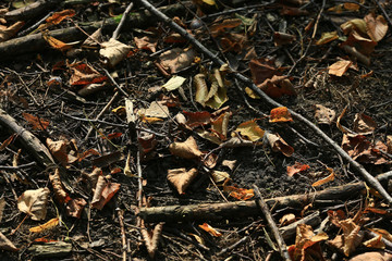 fallen leaves background