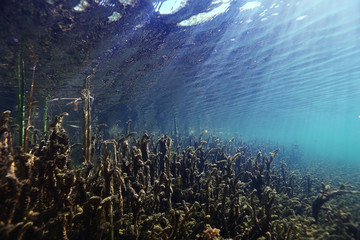 fish, roach, underwater photo